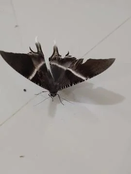 Butterfly Stock Photos
