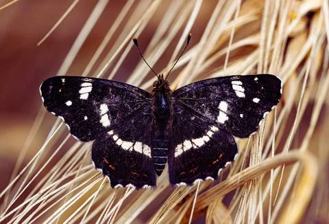 Butterfly Stock Photos