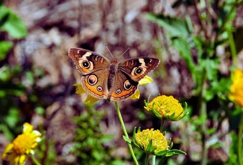 Butterfly Stock Photos