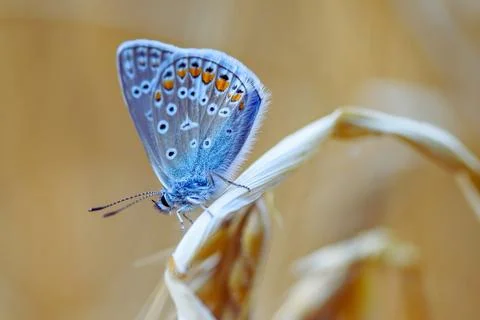 Butterfly Stock Photos