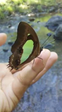 Butterfly 库存照片