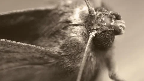 Butterfly Stock Photos