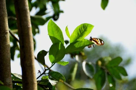 Butterfly Stock Photos