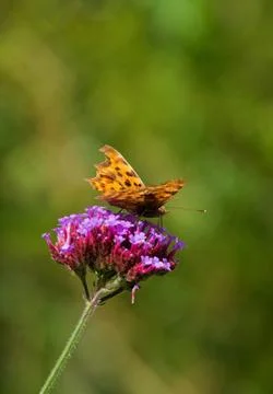 Butterfly Stock Photos