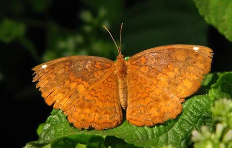 Butterfly Stock Photos