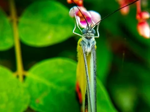 Butterfly Stock Photos