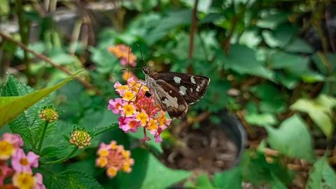Butterfly Stock Photos