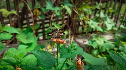 Butterfly Stock Photos