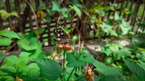 Butterfly Stock Photos