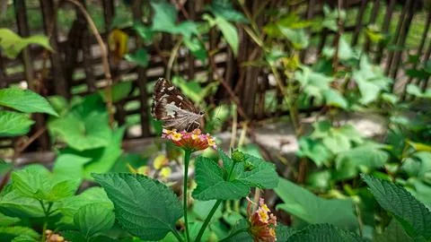 Butterfly Stock Photos