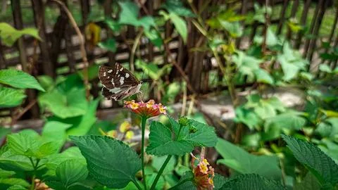 Butterfly Stock Photos