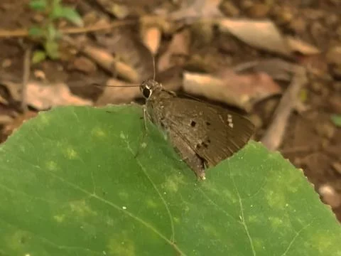 Butterfly Foto stock