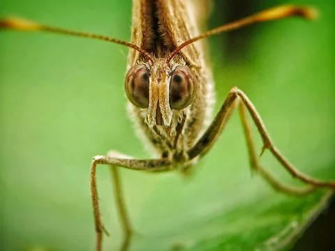Butterfly Stock Photos