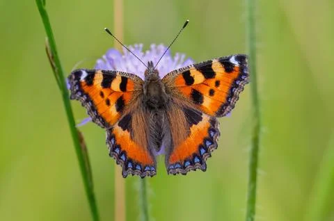 Butterfly Stock Photos