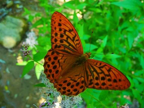 The butterfly Stock Photos