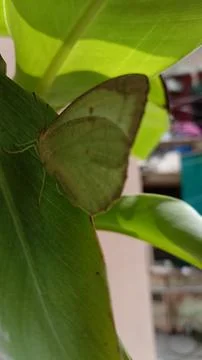 Butterfly Stock Photos