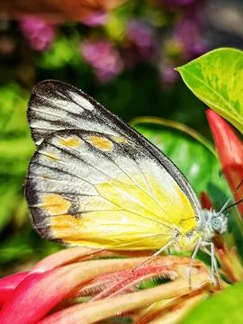 Butterfly Stock Photos