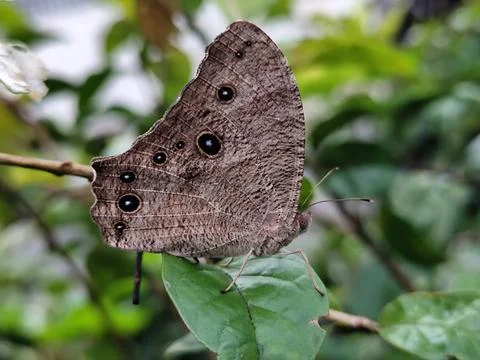 Butterfly Stock Photos