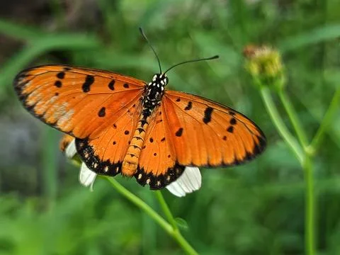 Butterfly Stock Photos