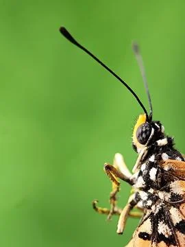 Butterfly Foto stock