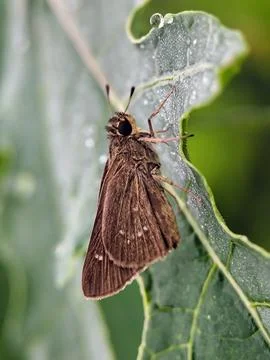 Butterfly Stock Photos