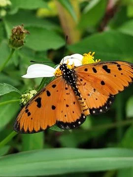 Butterfly Stock Photos