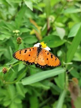 Butterfly Stock Photos