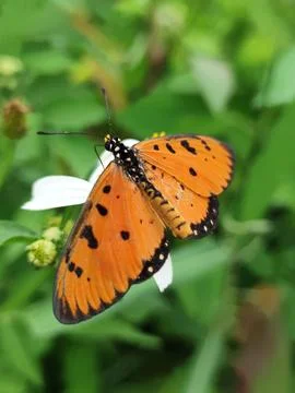 Butterfly Stock Photos
