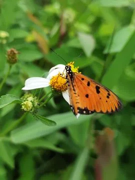 Butterfly Stock Photos