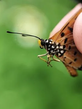 Butterfly Stock Photos