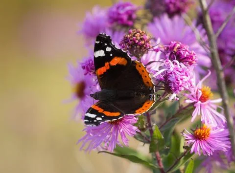 Butterfly Fotos Stock
