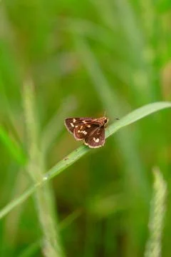 Butterfly Foto stock
