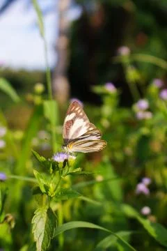 Butterfly Foto stock