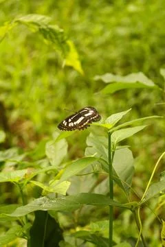 Butterfly Foto stock