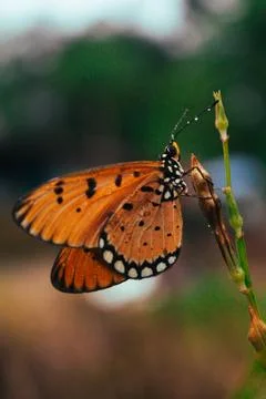 Butterfly Foto stock