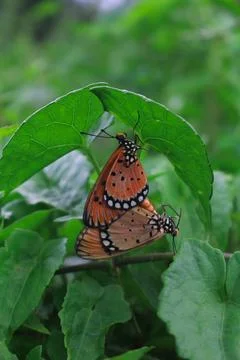 Butterfly Foto stock