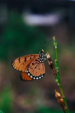 Butterfly Foto stock