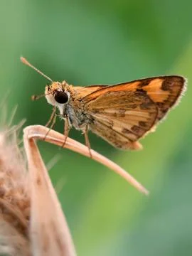 Butterfly Stock Photos