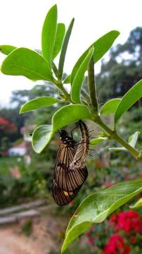 Butterfly Stock Photos