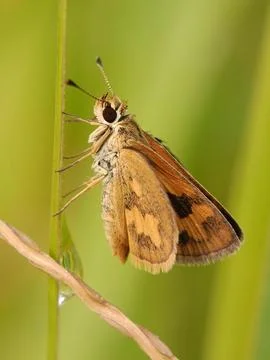 Butterfly Foto stock