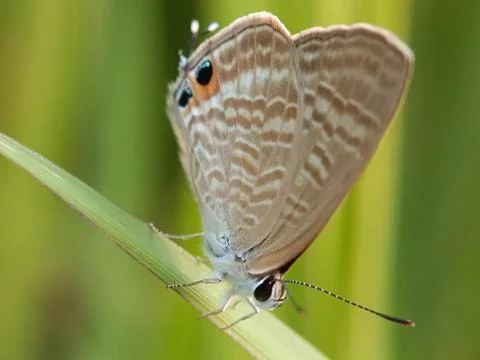 Butterfly Stock Photos