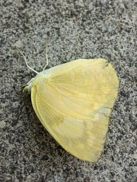 Butterfly Stock Photos
