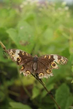 Butterfly Foto stock