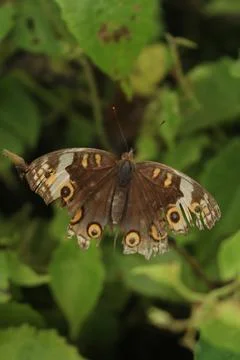 Butterfly Foto stock