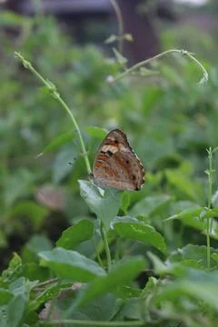 Butterfly Foto stock