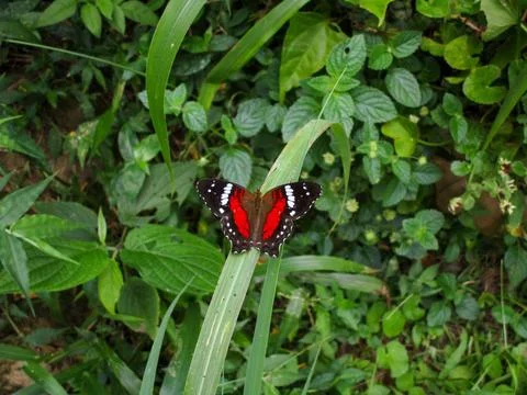 Butterfly Foto stock