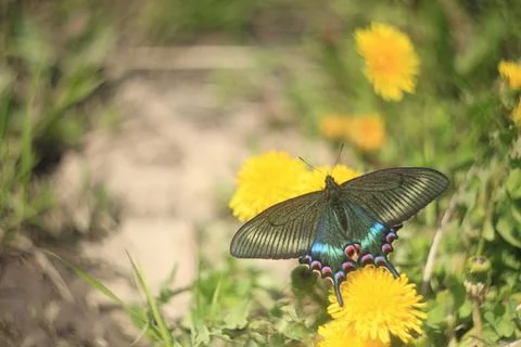 Butterfly Foto stock