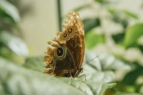 Butterfly Stock Photos