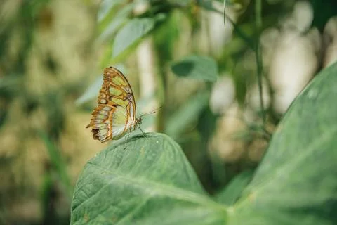 Butterfly Stock Photos