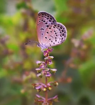 Butterfly Foto stock